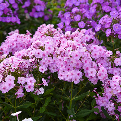 Phlox Paniculata Garden Girls Uptown Girl Tall Garden Phlox Polemoniaceae The Phlox Family