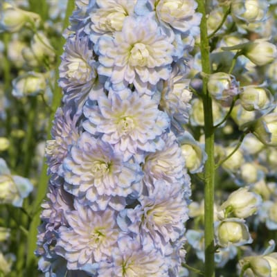 Delphinium Highlander 'Moonlight' - Larkspur - Ranunculaceae (The ...