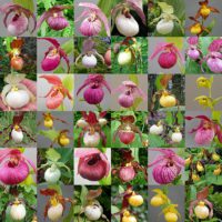 Cypripedium - Phoenix Perennials