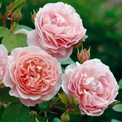 Wans Roses - 🌟 STANLEY ABBEY 🌟 The 5th of our 5 NEW