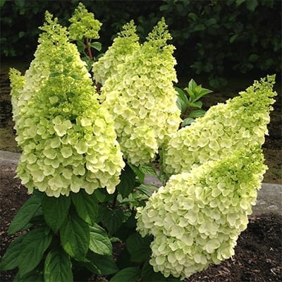 Hydrangea Hysteria Pre Order 2020 Phoenix Perennials And Specialty Plants