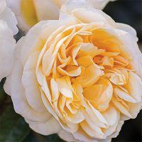 Rosa Moonlight Romantica - Phoenix Perennials