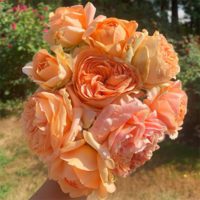 Rosa Double Ambre - Phoenix Perennials