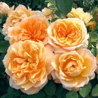 Rosa Forever Amber - Phoenix Perennials