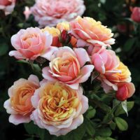 Rosa State of Grace - Phoenix Perennials