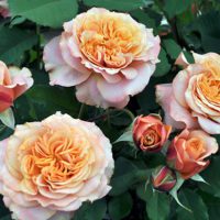 Rosa Sunbelt Crazy Love - Phoenix Perennials