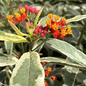 Asclepias curassavica Monarch’s Banquet - Phoenix Perennials