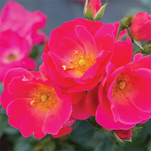 Rosa Brick House Pink - Phoenix Perennials