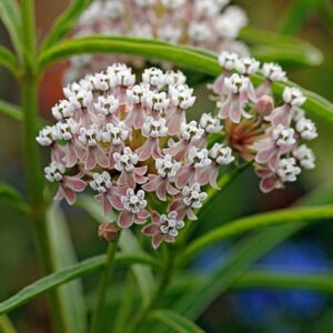 Asclepias fascicularis - Phoenix Perennials