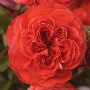 Rosa Kordes Veranda Brilliant - Phoenix Perennials