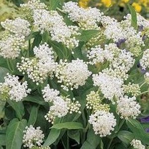 Asclepias incarnata Ice Ballet - Phoenix Perennials