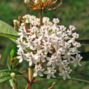 Asclepias perennis - Phoenix Perennials