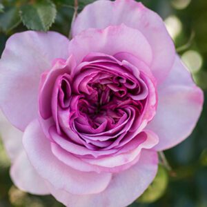 Rosa Kordes Veranda Lavender - Phoenix Perennials