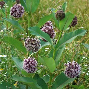 Asclepias syriaca - Phoenix Perennials