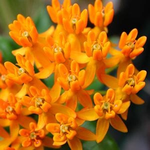 Asclepias tuberosa - Phoenix Perennials