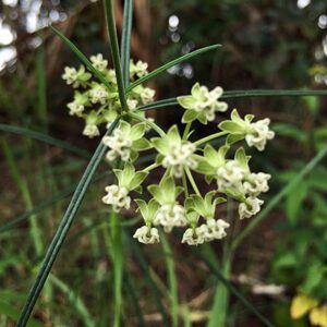 Asclepias verticillata - Phoenix Perennials