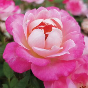 Rosa Meilland Sunblaze Pink - Phoenix Perennials