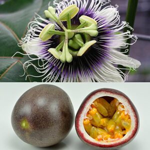 Passiflora Edulis Nancy Garrison - Passion Flower