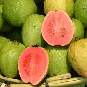 Psidium Guajava Tropical Pink - Pink Guava