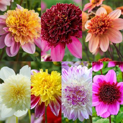 Dahlia - Anemone