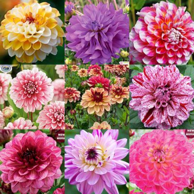 Dahlia - Decorative