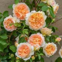 Rosa Bathsheba - Phoenix Perennials