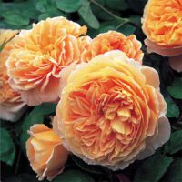 Rosa CrownPrincess Margareta - Phoenix Perennials