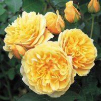 Rosa Graham Thomas - Phoenix Perennials