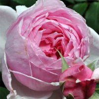 Rosa Kiss Me Kate - Phoenix Perennials