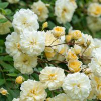 Rosa Malvern Hills - Phoenix Perennials