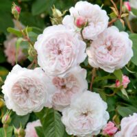 Rosa The Albrighton Rambler - Phoenix Perennials