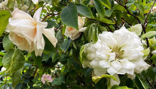 Rose Clematis Combo - Phoenix Perennials