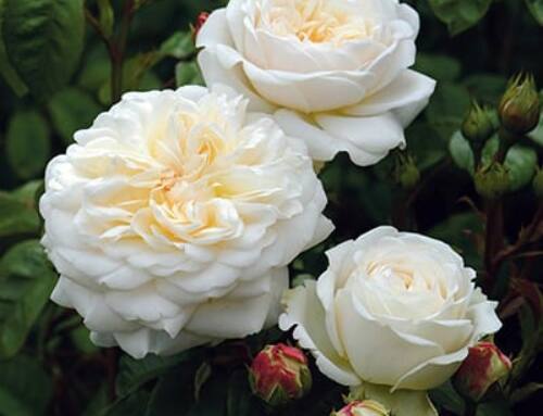 The Five Different Types of Rose Fragrance