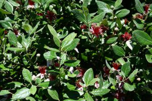 Feijoa - Phoenix Perennials