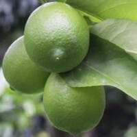 Feijoa sellowiana 'Anatoki' - Phoenix Perennials