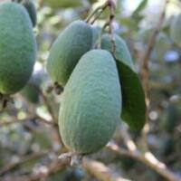 Feijoa sellowiana 'Apollo' - Phoenix Perennials