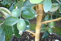 Feijoa sellowiana 'Nikita' - Phoenix Perennials