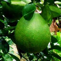 Feijoa sellowiana 'Unique' - Phoenix Perennials