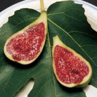 Feijoa sellowiana 'Waingaro' - Phoenix Perennials