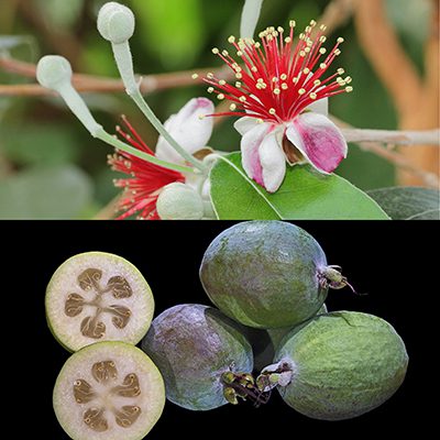 Pineapple guava - Phoenix Perennials