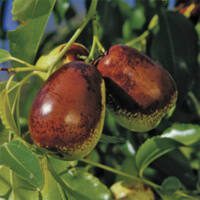 Ziziphus jujuba 'Lang' - Jujube - Rhamnaceae - Phoenix Perennials